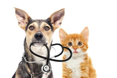Dog and cat doctor.jpg