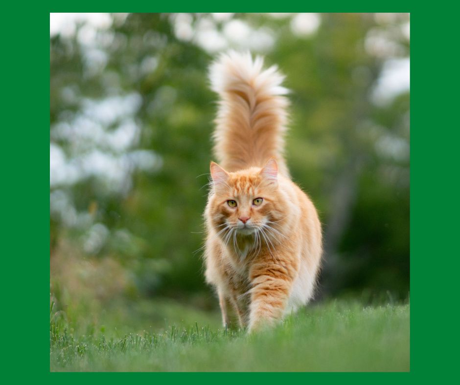 Orange sales feral cat